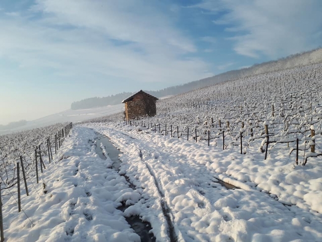 Champagne PAILLETTE - Vigne en hiver